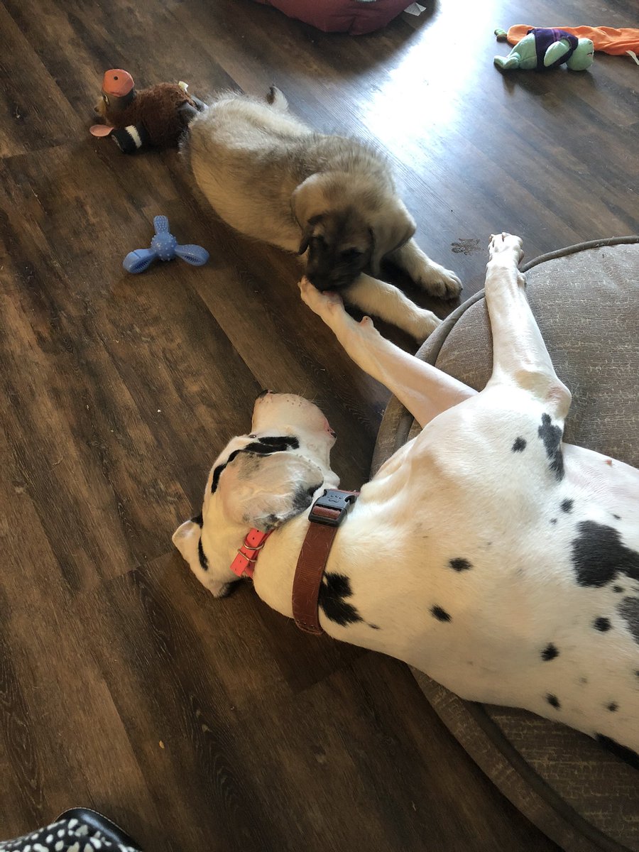 MrsMrsFox1's tweet photo. @arye927 My pups! https://t.co/X4DCgmhUrP