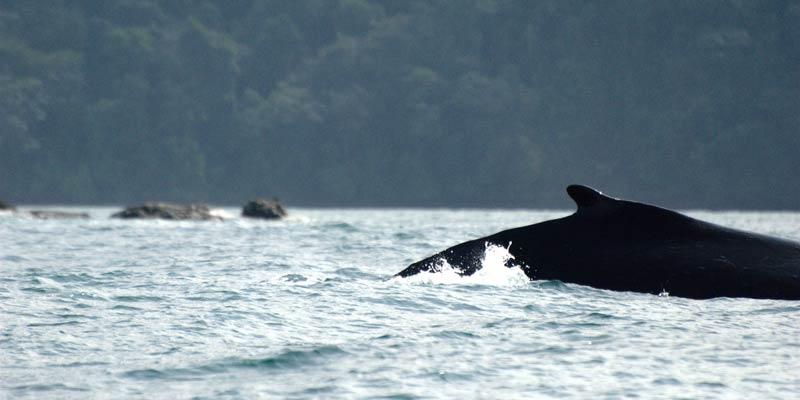 ShellMuseum's tweet image. SOS! Two spots are open for the Museum's Costa Rica Eco-Tour. If you/your friends are looking for 9 days in one of the most beautiful countries in the world, and unforgettable experiences, please sign up at the link below:
holbrooktravel.com/where-we-trave…