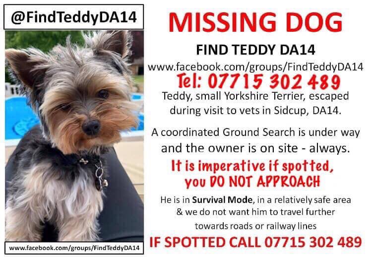 Teddy Missing Dog Clearance, 57% OFF 