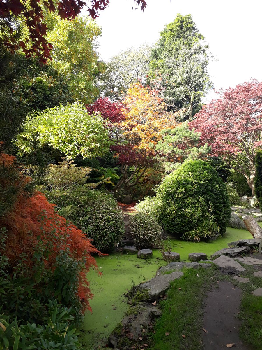 Wonderful colours in Japanese garden today at <a href="/CaldiesPark/">Caldies Park</a>