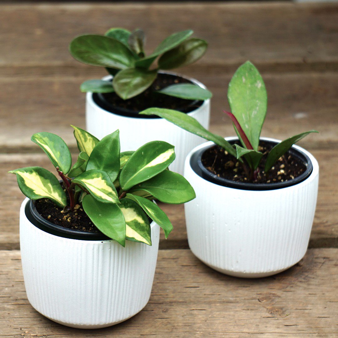 ZocaloEdm's tweet photo. Hiya! or should I say Hoya... these guys are one of the easiest plants to care for! They actually thrive when root bound. Don't have a green thumb? No problem, they only require a slightly yellow thumb. #plants #yegplants #yeg #edmonton #easytocarefor #hoya https://t.co/aswkMcumL1