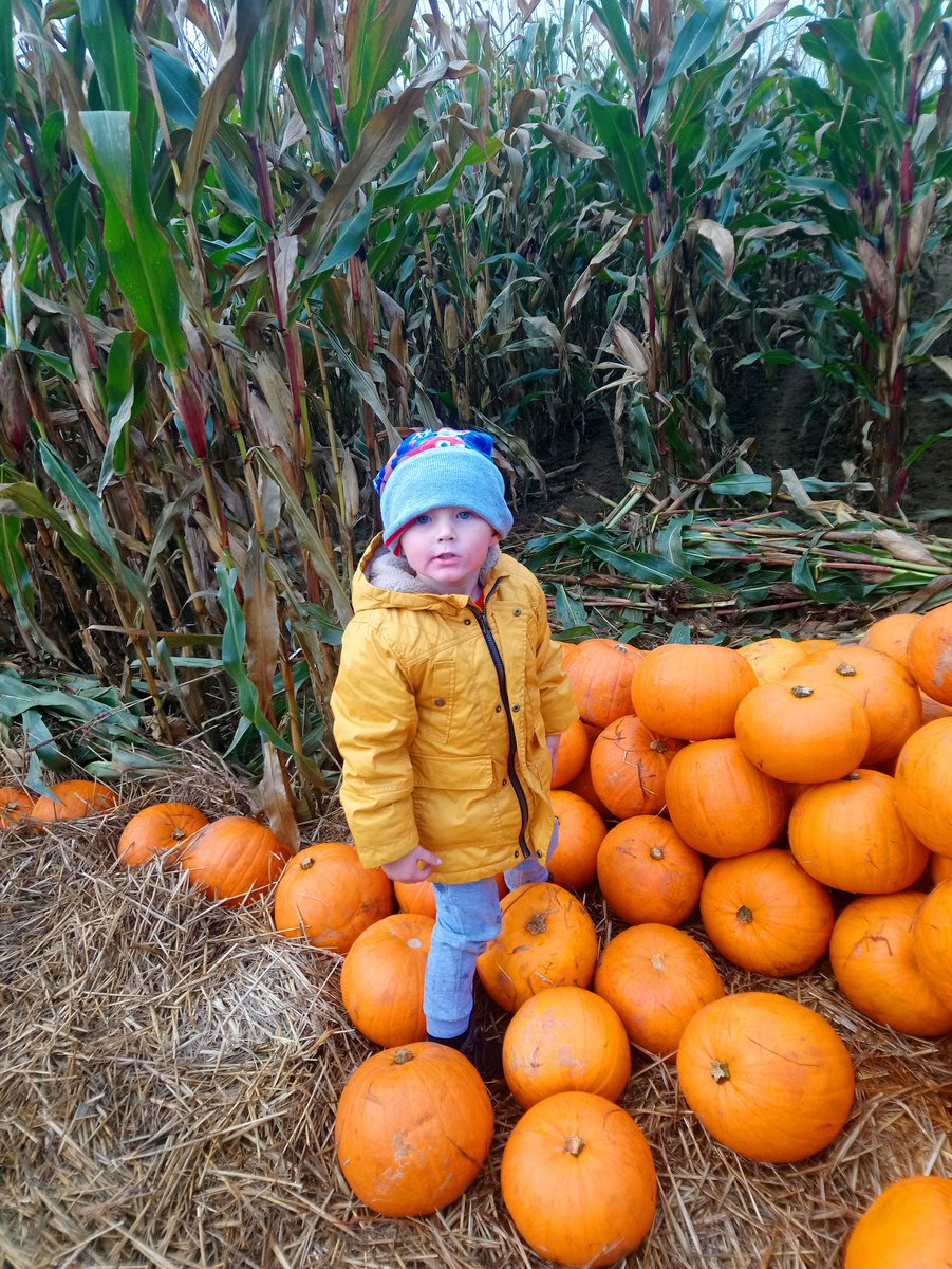stephellis4283's tweet photo. #pumpkinpatch https://t.co/7uaoE5kRBF