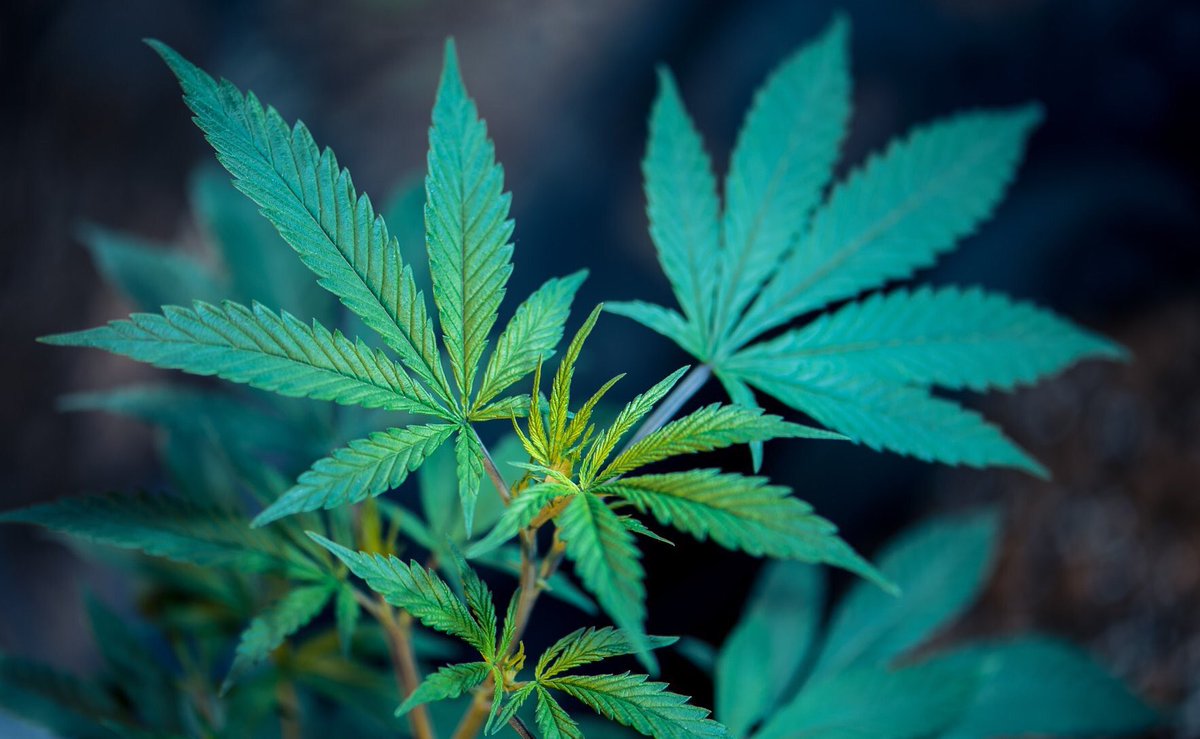 Simpson_Rick's tweet photo. This plant can save your life.

📚 Get Rick Simpson's books at https://t.co/thLFSqeVao and Amazon - Support his work, learn how to produce cannabis oil and heal yourself! https://t.co/AddTYh6HSR
