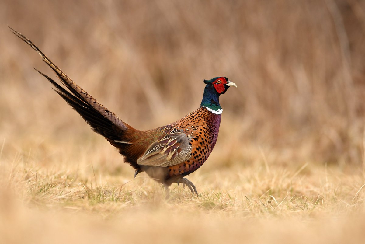 Who all is ready for the season to begin?
•
#boyt #boytharness #boytharnesscompany #pheasants #pheasanthunting