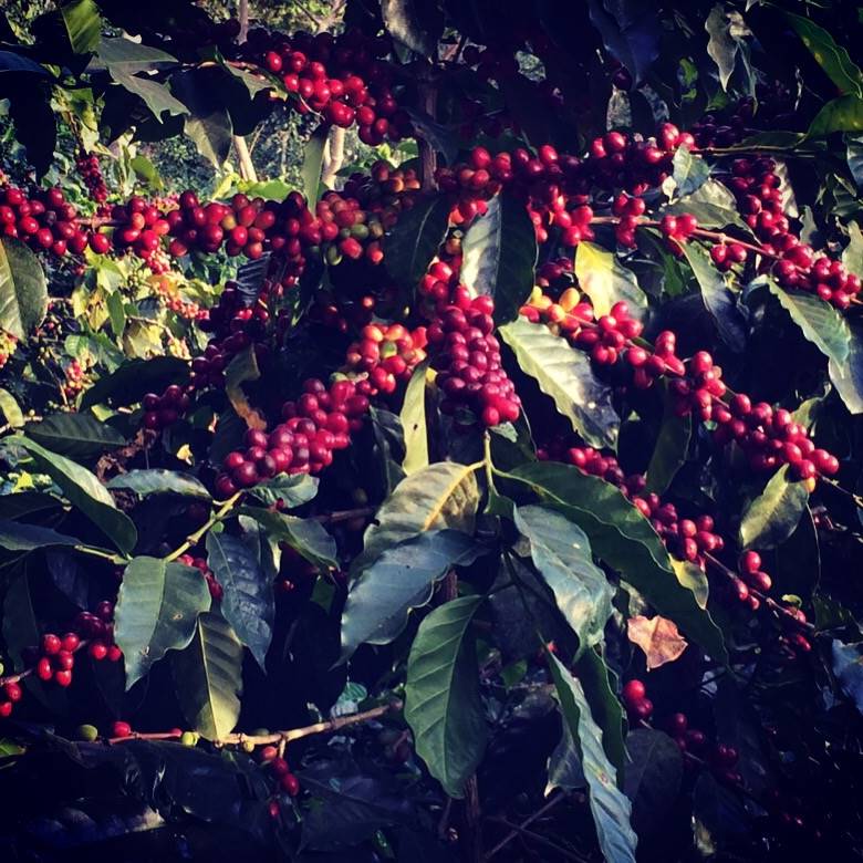 pdcoffee's tweet image. Ready for remarkable coffee? ☕️

Meet the El Salvador Buena Vista
Tasting Notes of Almond, Citrus, Honey
 
qoo.ly/zzcwjt