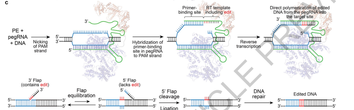 NephroRock's tweet photo. Great article in @nature on technique of prime editing. Has the potential to be used to greatly improve treatment of pathogenic gene variants. Reverse transcriptase fused to an RNA-programmable nickase and a prime editing guide RNA.
https://t.co/qRXwHpJbgH https://t.co/oVgzVrXaId