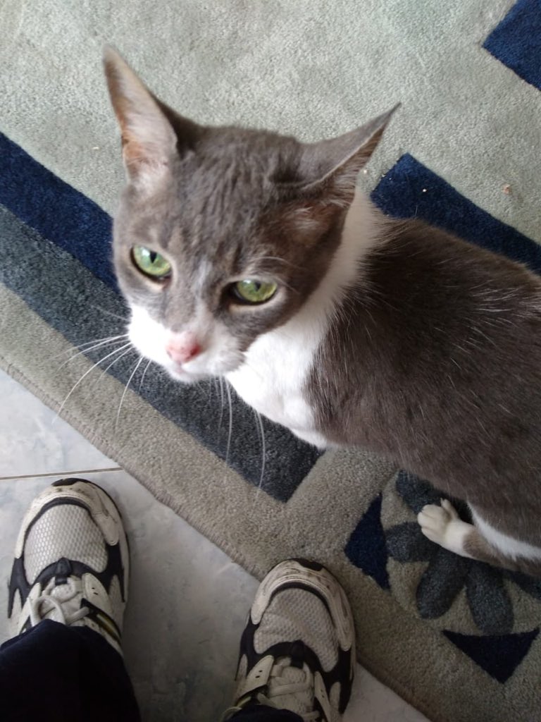 caroramirezquin's tweet photo. Esta gatica se llama Muñeca, era de una señora muy viejita que ha sido llevada a un ancianato porque ya no puede valerse por sí misma, la gatica ha vivió toda su vida con ella. les pido ayuda para encontrarle hogar ya q ahora está sola!!! info Angelica 3135852825 https://t.co/zwwdIJcwWY