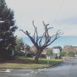Photo by Brownberrie Tree Services (@BrownberrieTree)