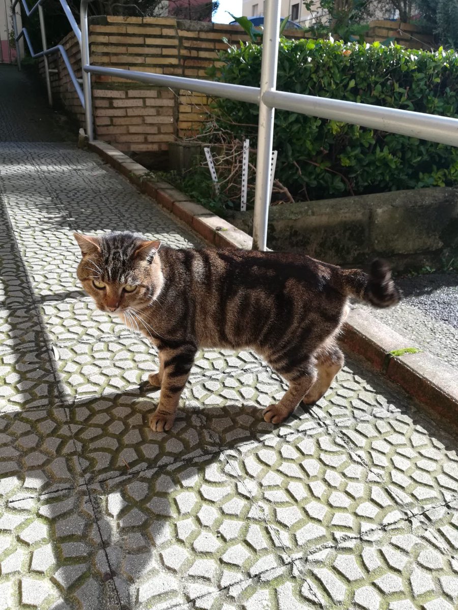 CantabriaFelina's tweet photo. Este gato ha aparecido por General Davila, cerca de las antenas, Santander, es súper manso y cariñoso, ¿alguien le reconoce? Sino pedimos una #acogida para él.
#FelizLunes #COMPARTIDLO #Difunde https://t.co/so2TlmbeRD