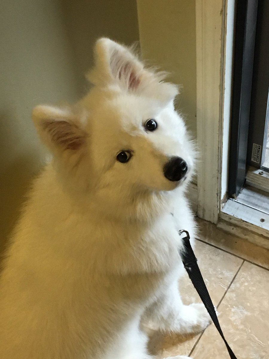 BasuAshis's tweet photo. @_mollieanderson Thank you says #PrincessNikki https://t.co/NX2hrHDhDg