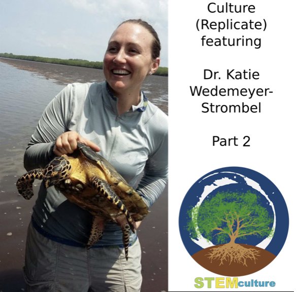 STEMculture's tweet photo. Part 2 of our interview with @krwedemeyer is out today! Tune in for our conversation about Katie’s experience as a sea turtle natural and social scientist, and her experiences in grad school (the good and the bad!): https://t.co/zC4j5dkjTX @AcademicChatter https://t.co/MnDr9HE4lU