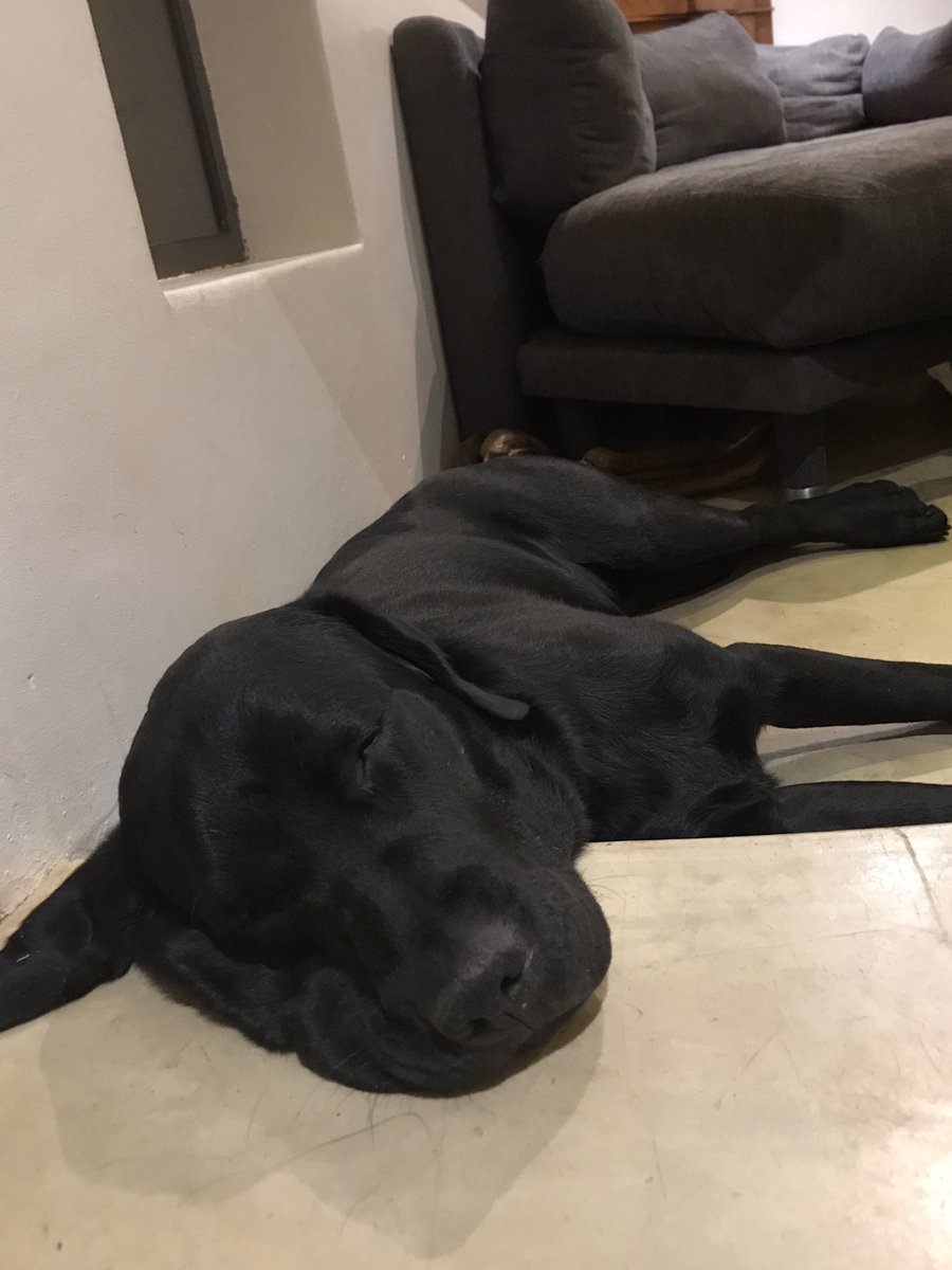 drgail3's tweet photo. @BlindDad_Uk @guidedogs @Kika_GuideDog @JonAttenborough My Mowgli is due to start his formal training as a guide dog on 4 Nov (in Jhb) and I'm immensely proud of the work we have done and how determined and motivated he is. I hope one day he will bring Independence to an energetic blind person like you ! #GuideDogPuppy #SAGDA https://t.co/dwLmXhfwqd