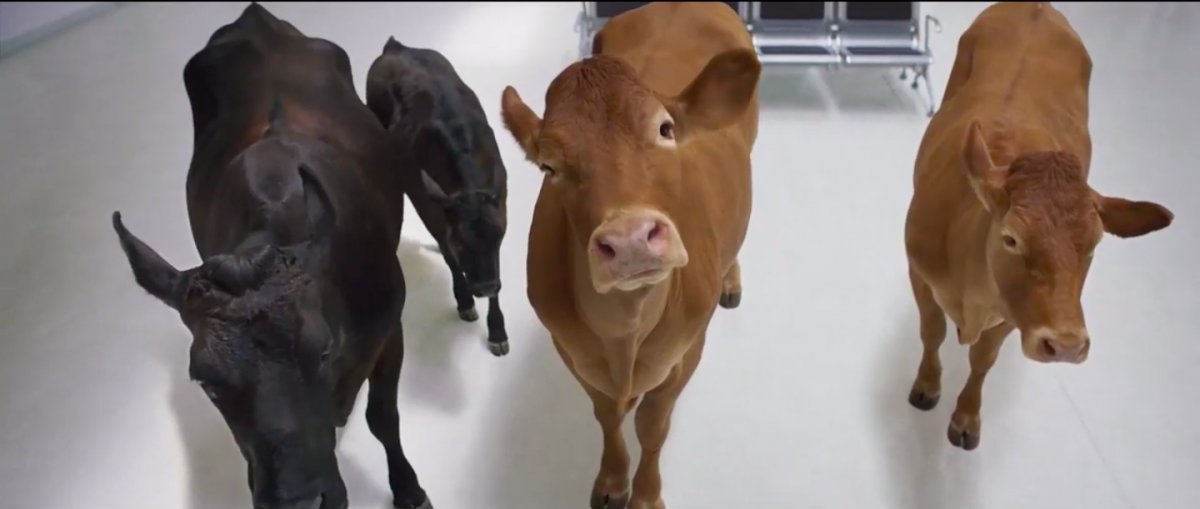 simple_flying's tweet image. WestJet Makes It Clear They Don’t Offer “Cattle Class” In New Advert dlvr.it/RGf78D #cattle #cattleclass #westjet