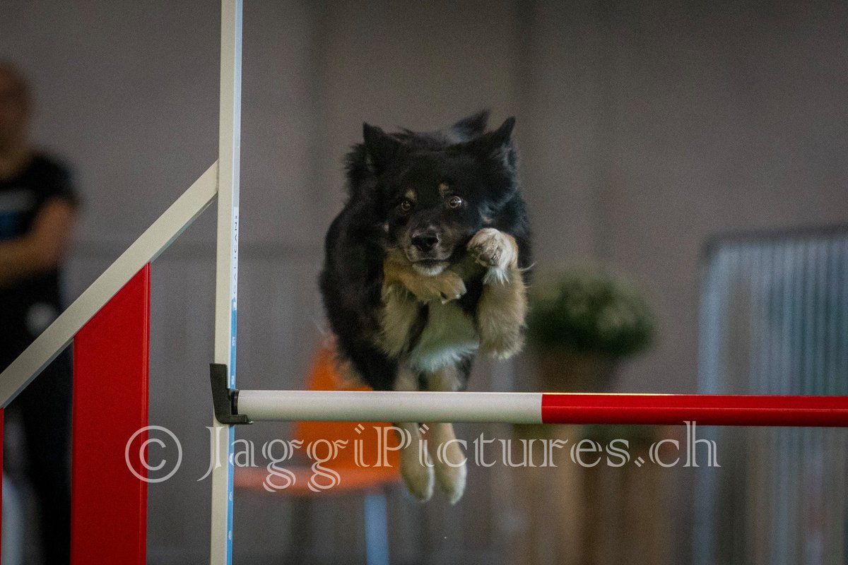 JaggiPictures's tweet photo. Viele Bilder wurden seit dem letzten Post gemacht, und diese möchten wir Ihnen gar nicht vorenthalten:

06.02 SCC / WM Quali 
09.21 in Wichtrach 
10.12-10.13 Pudelmania 
10.20 Agility Schweizer Meisterschaft

https://t.co/EPccjPv8Lv

#Swiss #Pudelmania #agility #dog #swiss #hunde https://t.co/N6D66d5gRi