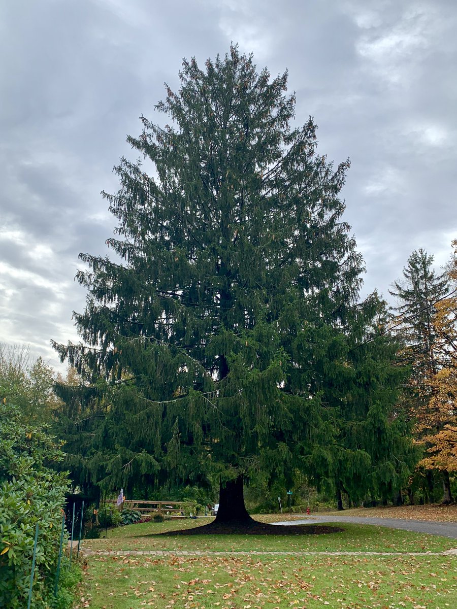 Bogs4NY's tweet image. Ladies &amp;amp; Gentlemen .... the 2019 Rockefeller Center Christmas Tree.
It's a Norway Spruce from the village of Florida, NY.  The tree is set to arrive @rockcenternyc on 11/9 #nbc4ny