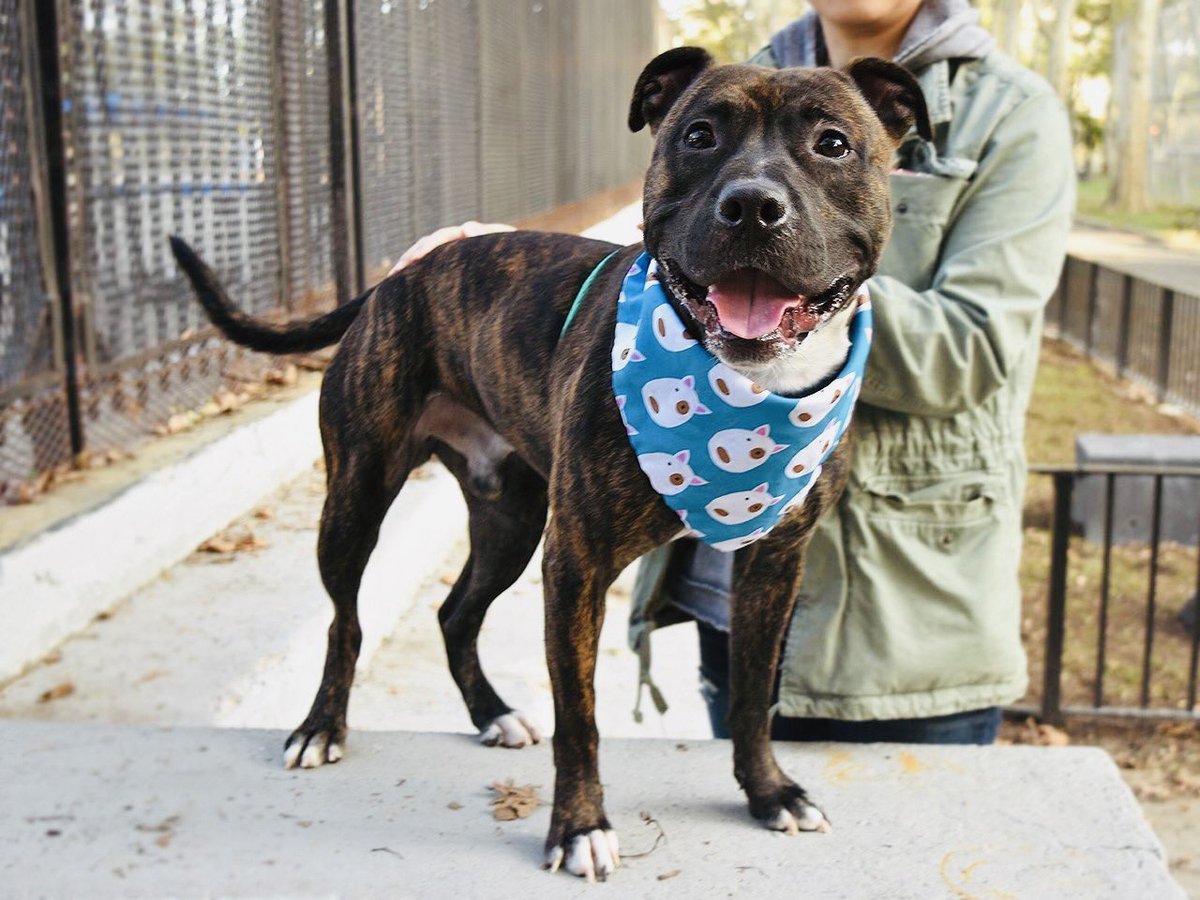 Bradley plays beautifully with other dogs. With people he loves walks, hikes, outdoor life. But @nycacc calls him “fearful” and will kill him Tuesday. Fearful? In a kill shelter? Rescue/F/A pledges via @TomJumboGrumbo for Bradley #78225. PLEASE RT BRADLEY! newhope.shelterbuddy.com/Animal/Profile…