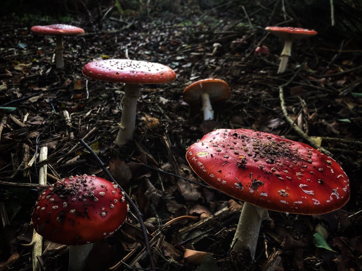 David_Oakes's tweet photo. As you may have noticed on instagram, I’m a little obsessed with our Autumnal Fungi right now.

The Fly Agaric blooming this morning in Dorset were particularly spectacular. https://t.co/XwKjhWfBBN