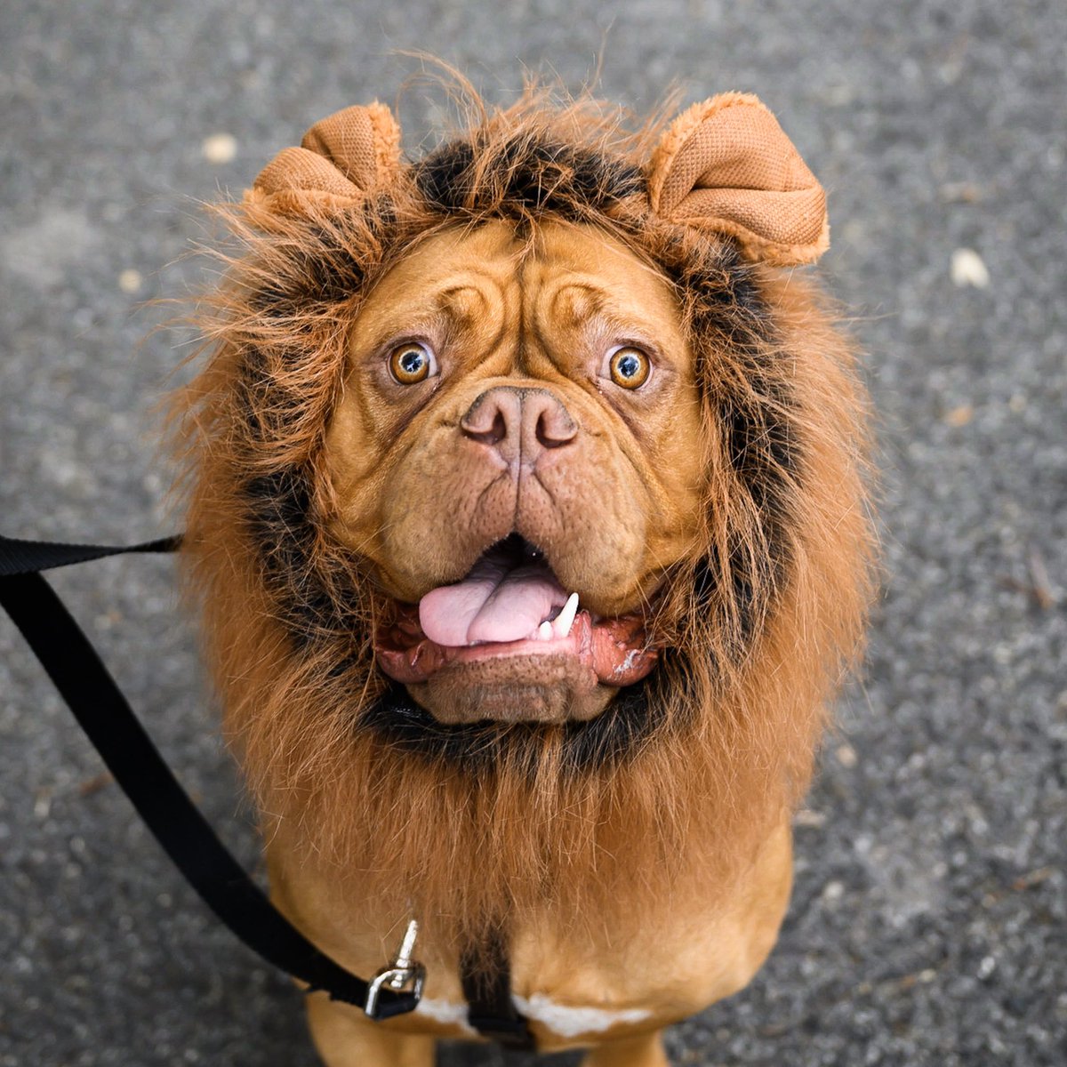 thedogist's tweet photo. Frankie, Dogue de Bordeaux (2 y/o), Tompkins Square Halloween Dog Parade, East River Park, New York, NY • “He’s terrified of everything, like the lion from The Wizard of Oz – no courage.” https://t.co/RY5JY9iNfr