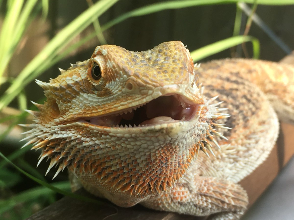 pet supplies plus bearded dragon