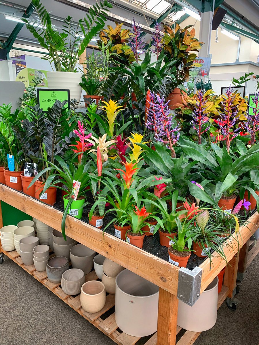 sarahfw40's tweet photo. First time visit to @PerrywoodSud today! πΏ Beautiful selection of house plants + #vegan cake π΅ππ° What more could a girl want!?!
#sudbury #suffolk #perrywood #gardencentre #suffolkbloggers #sebloggers #monsteramonday #urbanjunglebloggers #houseplants https://t.co/aqr4H95R6U