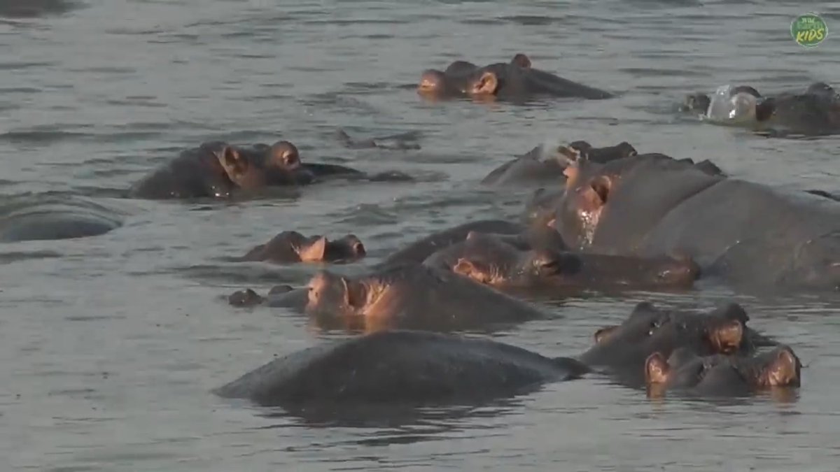 nyjrb90's tweet photo. Hippos at Chitwa dam. Eagerly awaiting the rains, I’m sure. #safarilive https://t.co/nXXnrgEQLr