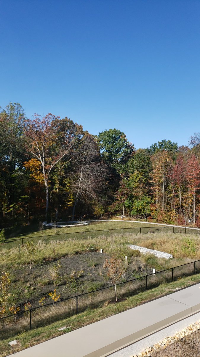 mrcookbcps's tweet photo. We are getting ready for our schoolyard BioBlitz! We will be collecting data in order to determine the level of biodiversity within the surrounding areas of Honeygo. Be sure to check back to see our results. @CharleneBehnke @HoneygoElem @BCPSSci https://t.co/hq7DSo4hxO
