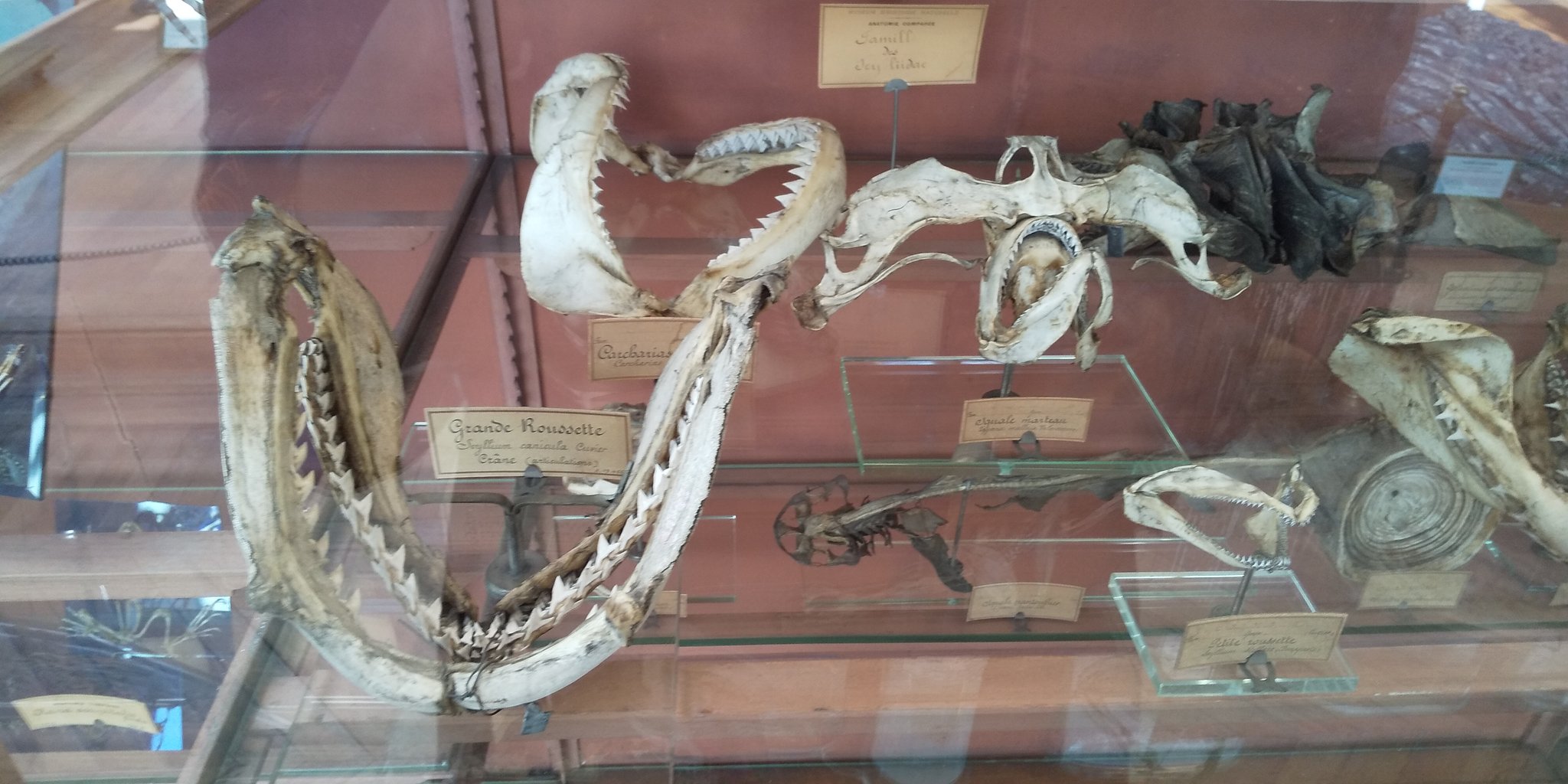 ノコギリザメ 頭部骨格標本