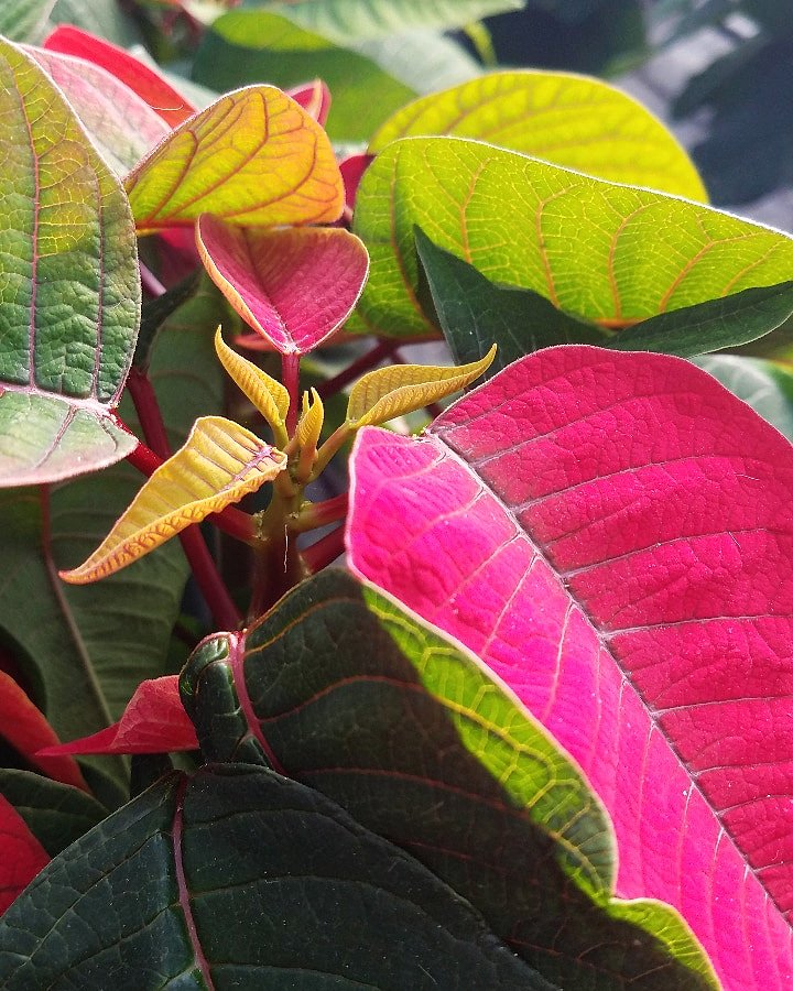 unclejdigsdirt's tweet photo. The poinsettias are showing color! MARK YOUR CALENDARS for #November 9 🌱 we will be hosting our Annual Poinsettia Party /10am - 6pm &amp; begin selling these beauties #shoplocal #buyplants #ohiogrown #greenhouse #natural #green #inthegreenhouse #clev #poinsettia #unclejohnsplantfarm https://t.co/ZArjubfpbv