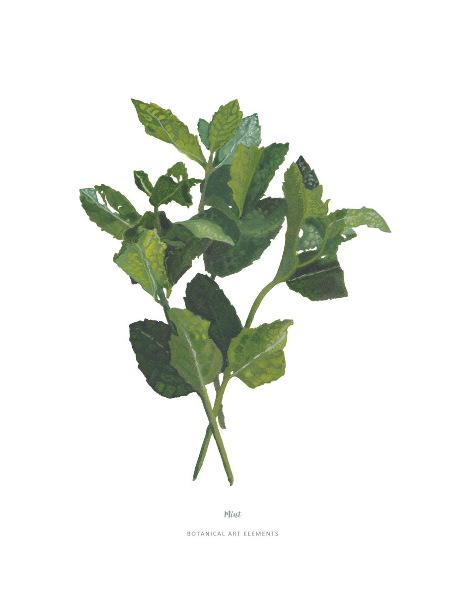 Botanical Art tweet media