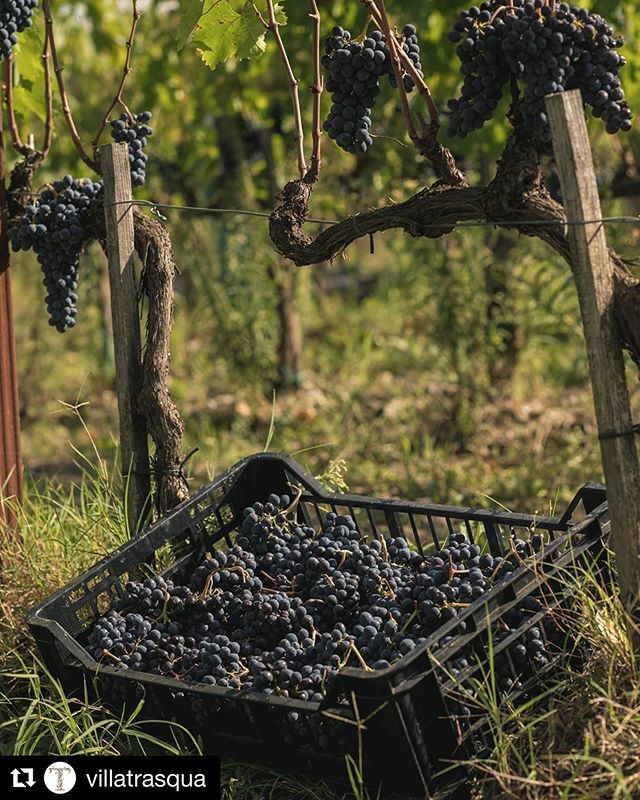 VitCastellina's tweet photo. 📸 @villatrasqua ・・・
#Harvest2019 #Sangiovese @chianticlassico @viticoltoricastellina #blackrooster https://t.co/j59wuZ4FYl https://t.co/L70oTUPvrt