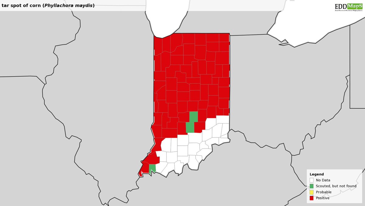 Darcy Telenko (@dtelenko) on Twitter photo My team finished up scouting corn this weekend. We have confirmed tar spot in 65 out of 92 counties in Indiana for 2019. <a href="/dsmuelle/">Daren Mueller</a> @ILplantdoc <a href="/MartinChilvers1/">Martin Chilvers</a> <a href="/badgercropdoc/">Damon L. Smith</a> My team finished up scouting corn this weekend. We have confirmed tar spot in 65 out of 92 counties in Indiana for 2019. <a href="/dsmuelle/">Daren Mueller</a> @ILplantdoc <a href="/MartinChilvers1/">Martin Chilvers</a> <a href="/badgercropdoc/">Damon L. Smith</a>