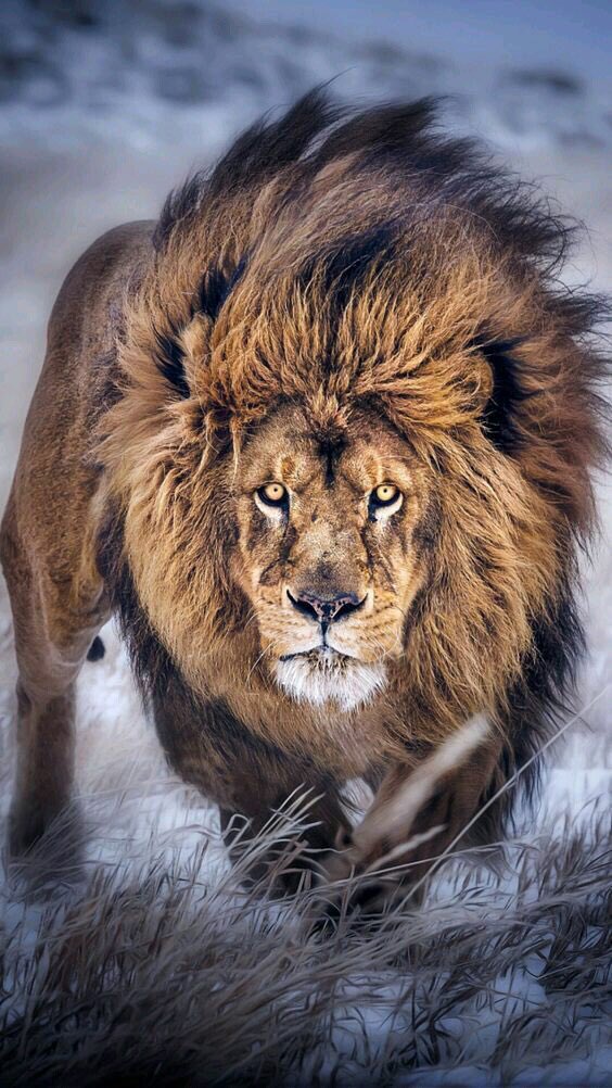KhaledMazhuukn's tweet photo. #ملكنا_سلمان_والدوله_سعوديه اااااااسد السعودية 🇸🇦🇸🇦🇸🇦🇸🇦🇸🇦🇸🇦 https://t.co/ymkTKE9rho