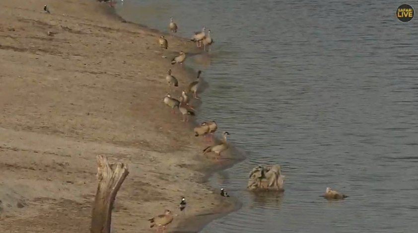 4oaktrees's tweet photo. Are the gucks multiplying at Chitwa? 🦆🦆🦆🦆🦆📣📯📣📯📣📯📣📣  #safarilive https://t.co/j7SV8F4tF3