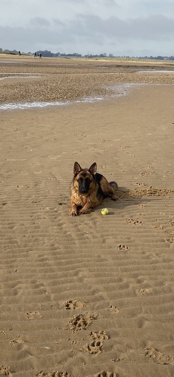 FigoGSD's tweet image. #funatthebeach #dogbeach