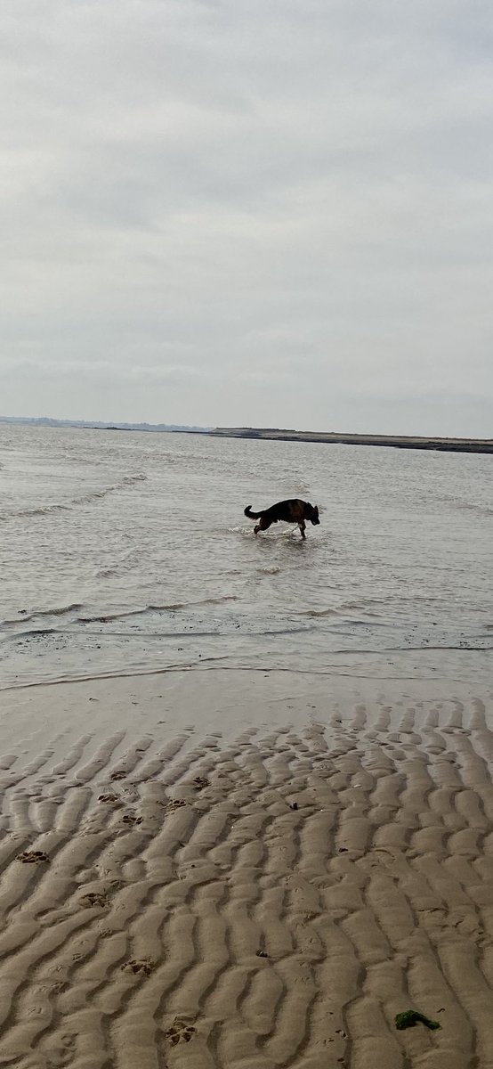 FigoGSD's tweet image. #funatthebeach #dogbeach