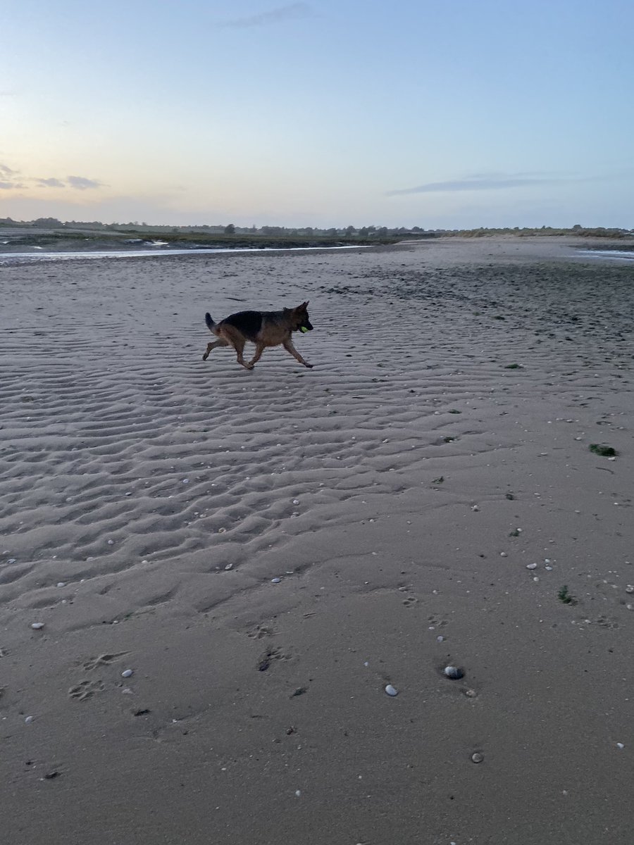 FigoGSD's tweet image. #funatthebeach #dogbeach