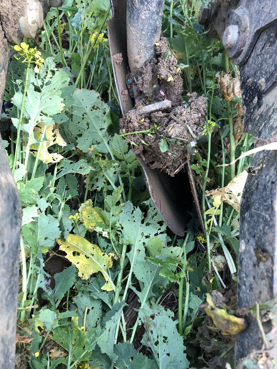 Direct drilling WW into EFA catch crop today for a friend. Soil in fantastic condition 👍