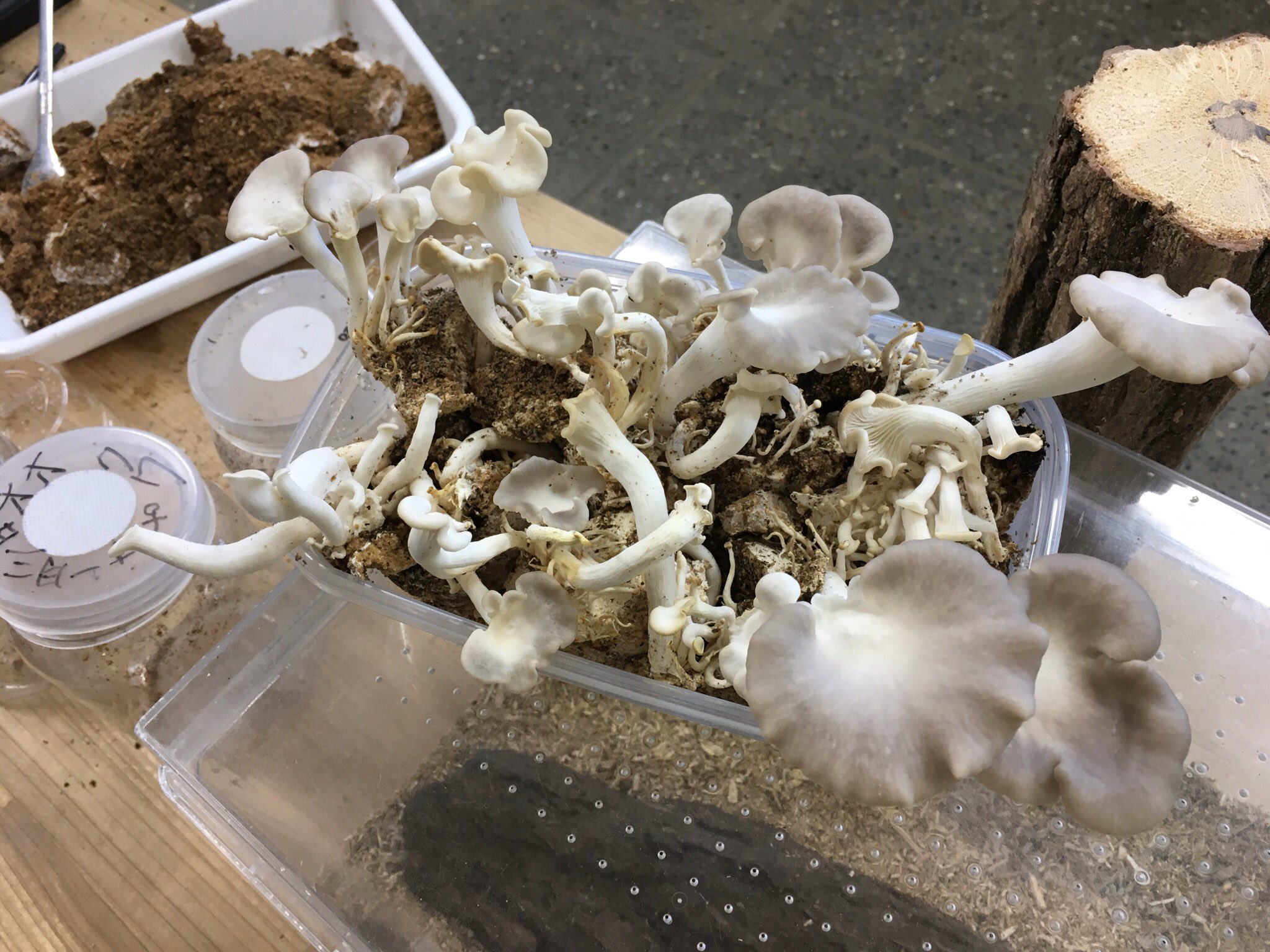 竜洋昆虫自然観察公園 公式 菌糸瓶から現れたキノコたちはゴキブリさんのご飯となります T Co Hwuxhit8at Twitter