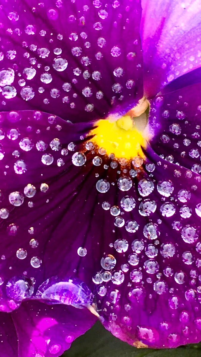 TimlimestallTim's tweet photo. SPRING SHOWER GIVE WAY TO FALL DEW https://t.co/vELSuonp4j