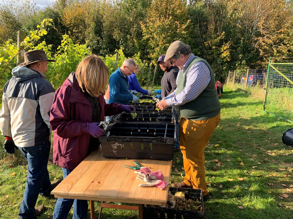 stony_wine's tweet photo. Picking and sorting our Seyval Blanc grapes on Saturday, the first day of our harvest. https://t.co/7iqwvyc3cX