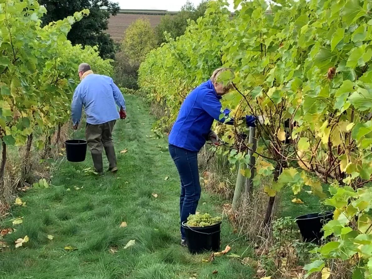stony_wine's tweet photo. Picking and sorting our Seyval Blanc grapes on Saturday, the first day of our harvest. https://t.co/7iqwvyc3cX
