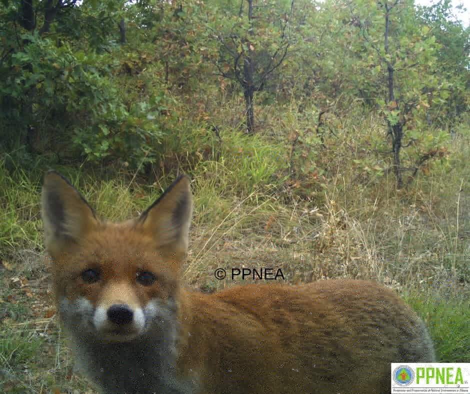 PPNEA's tweet photo. Last week PPNEA team visited Prespa National Park, concluding the first camera trap monitoring and gathering important data. The selected trails reveal quite a good number of species...
#ppnea #pont #prespanet #biodiversity #prespanationalpark https://t.co/Mx1rFVOSqK