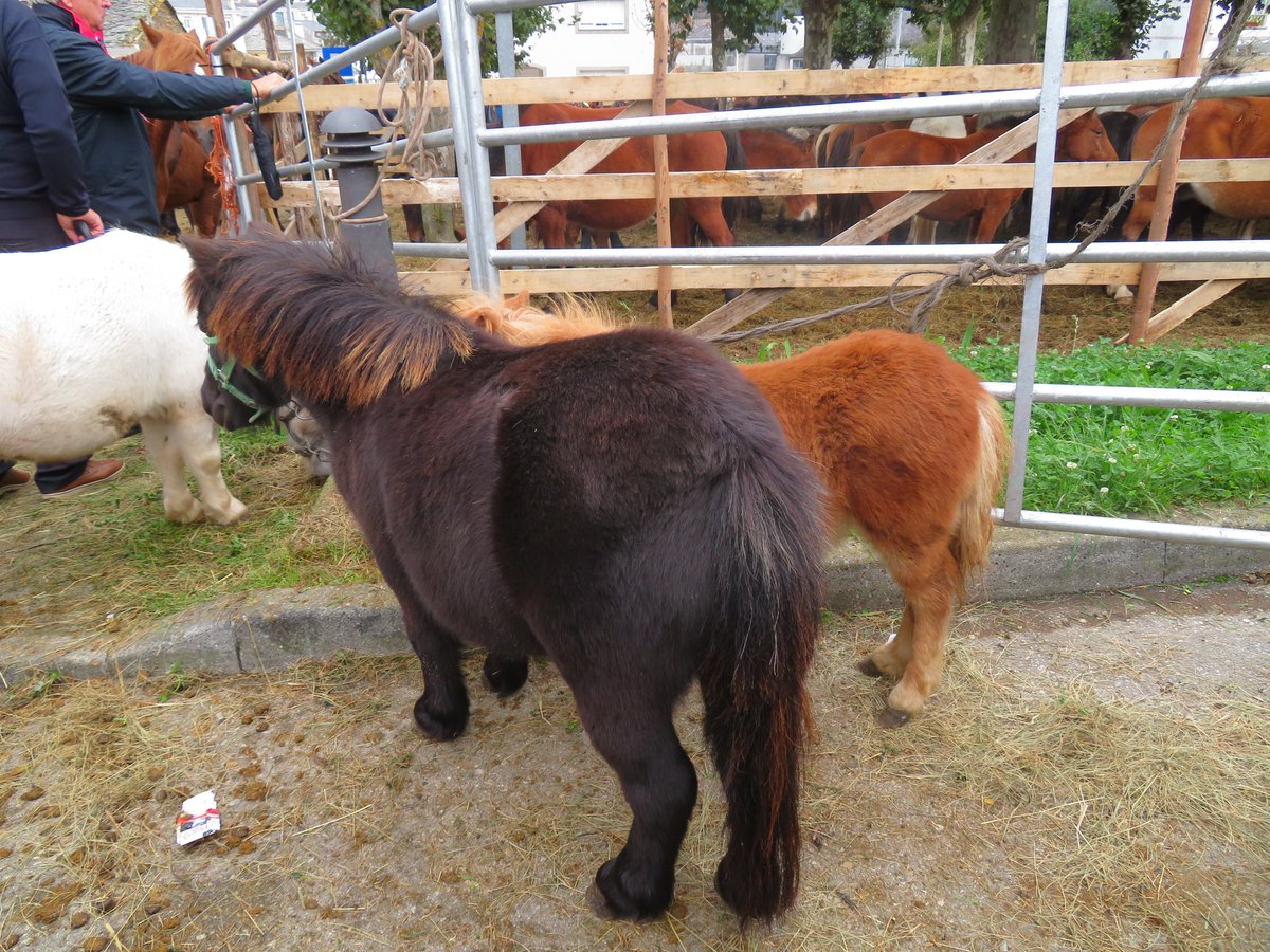 msolpineiro's tweet photo. 🐎 AS SAN LUCAS 2019 🐎MONDOÑEDO.
#mondoñedo #assanlucas #AMarinaLucense #galicianorte #Lugo #Galicia #MondonedoTurism #loves_galicia https://t.co/yWTGoqUGXN