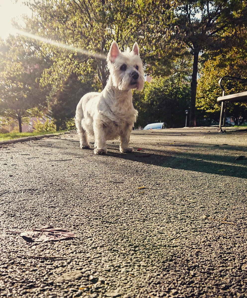 Gille_RM's tweet photo. Cleo, parkearen erregina
#Euskalherria #Basquecountry #Cleo #Westie #Westies #Hirian #Parkean #Eguzkitan #Politena #Orgullosa #Guapa #Princesa #Itxaroten #Posando #Modelo #Alasolana #Barakaldo #Pentsatzen #Adi https://t.co/AA0nWbgzpx