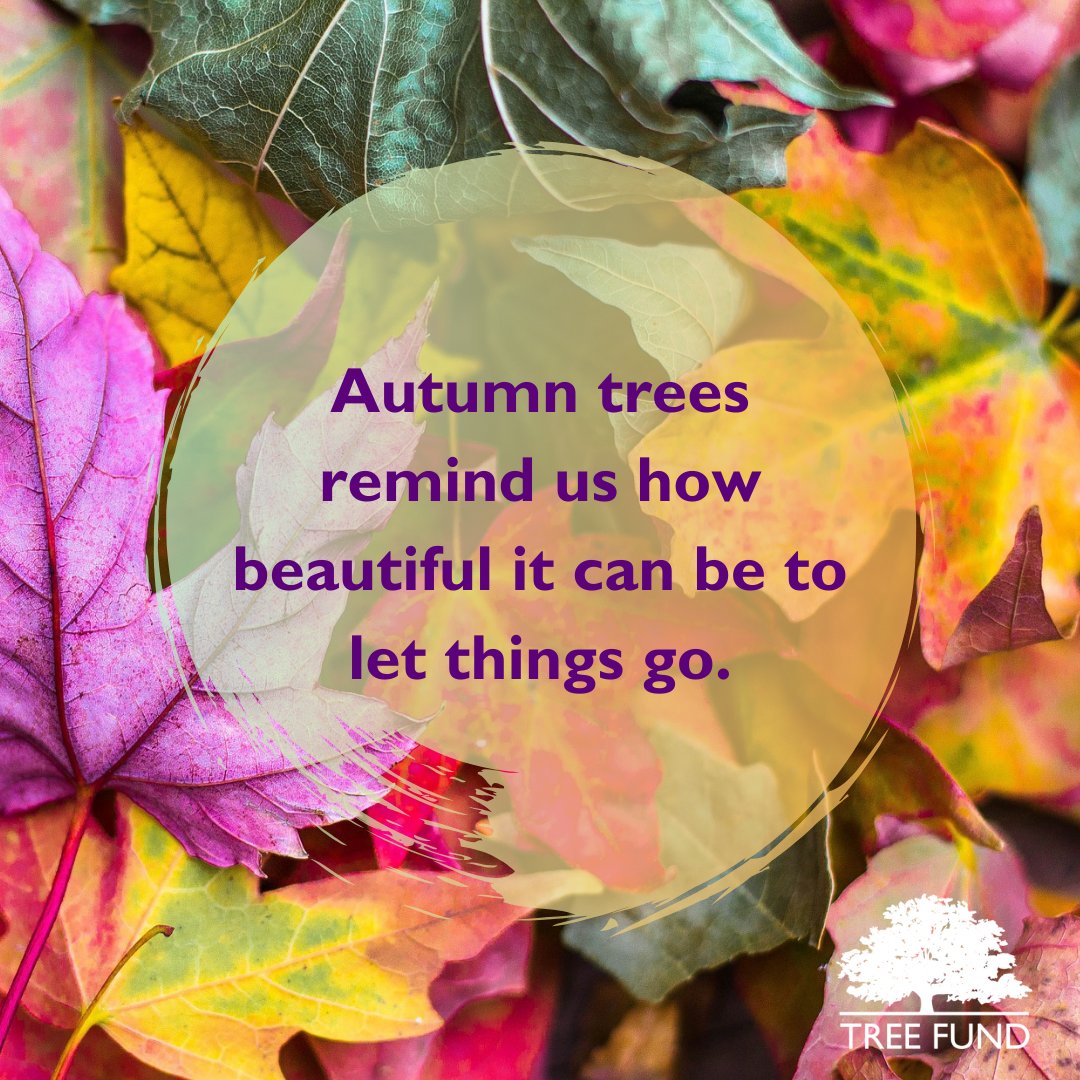 TREE_Fund's tweet photo. Thank you, trees 🍂 #MondayMotivation
#treefund #treeresearch #treeeducation #treeendowment #cultivatinginnovation #urbanforest #treecare #treescience #treehealth #treesaregood #treesarelife #treesglorioustrees
#tree #trees https://t.co/UebyapmKvO