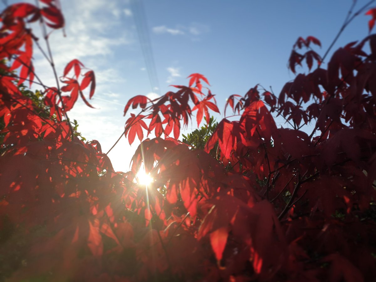 PaperBotany's tweet photo. The Acer in our garden is SO red at this time of year, can't stop looking at it! https://t.co/bYAVuGbmc8
