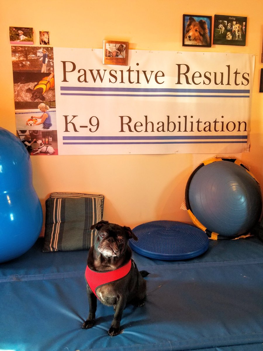 Working hard with my new physical therapist 👍😉🏋️‍♂️ #pug #puglife #pugs #pugsoftwitter #dogsoftwitter #caninerehab #workingout