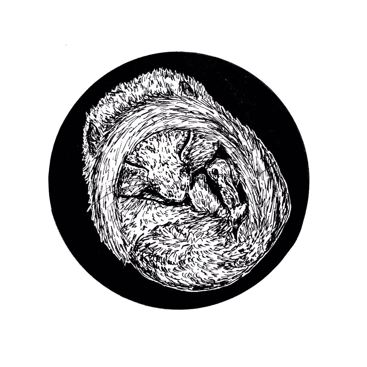 pinemartes's tweet photo. ‘Treasure’
Inktober Day 21
A nocturnal species and agile climber, the hazel dormouse hibernates during the winter months, making it difficult to spot. During the warmer seasons they spend the majority of their time in the canopies of trees.
#inktober #inktober2019 #hazeldormouse https://t.co/GC1CPShaxn