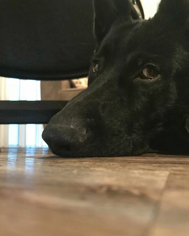 Our friend Taylor (@heisenberg_gsd), who has been mentoring us in the ways of dog whispering, has told us over and over that until the dog is 8 months old, all we really need to do is build a relationship with him. He’s lying on my feet now and sleeps quietly beside our bed …