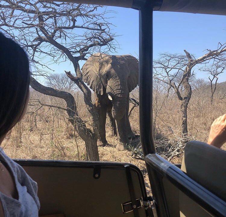 Our gentile giants! 🐘